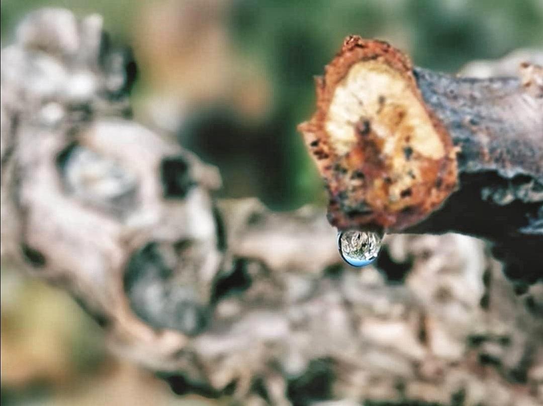 La lagrima de la vid