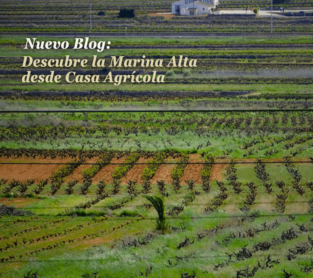 Mejores bodegas de la Marina Alta en Alicante