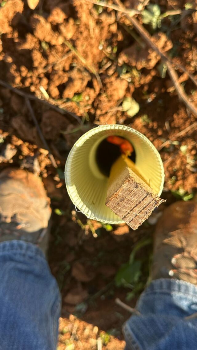 La esencia de lo tradicional no se puede perder.
Una única solución no es suficiente para no perder estas maravillas que nos ha dado la vida.
Seguimos!! 
#pepemendozacasaagrícola #pepemendozacasaagricola #vinosconalma #vinosdopalicante