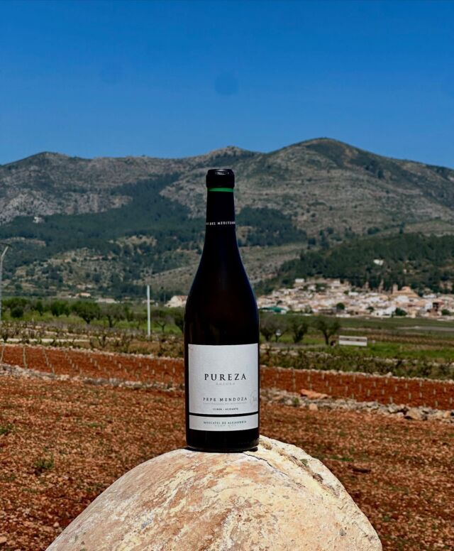 Pureza 2023
Auténtico reflejo del mar mediterráneo en un vino 🍷 
Rosas frescas, piel de naranja ,toques cítricos y flor de azahar ,son las notas que se aprecian  en cada copa.
¿ Quieres catar un vino salino?
Ven…….
#pepemendozacasaagrícola #pepemendozacasaagricola #vinosdopalicante