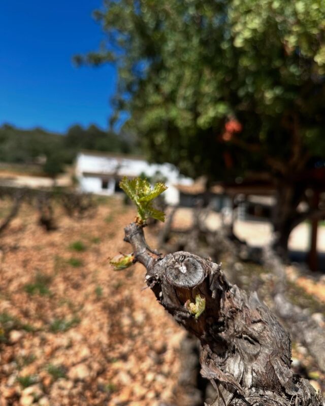 Como todos los años con la llegada del día del padre nuestras viñas florecen.
¡Parece mentira que la primera foto sea de hace menos de 2 semanas! 🌱
#pepemendozacasaagrícola #pepemendozacasaagricola #vinosdopalicante #vinosconalma