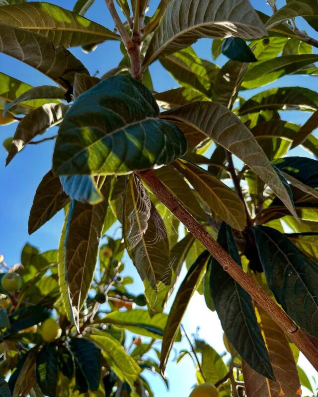 Trabajadora incansable, teje su trampa para poder alimentarse. Está a merced del viento... haciendo compañía a los pájaros que vienen a comerse los dulces nísperos. 
¿Será ella la víctima? ¿O saldrá airosa de esta aventura?
