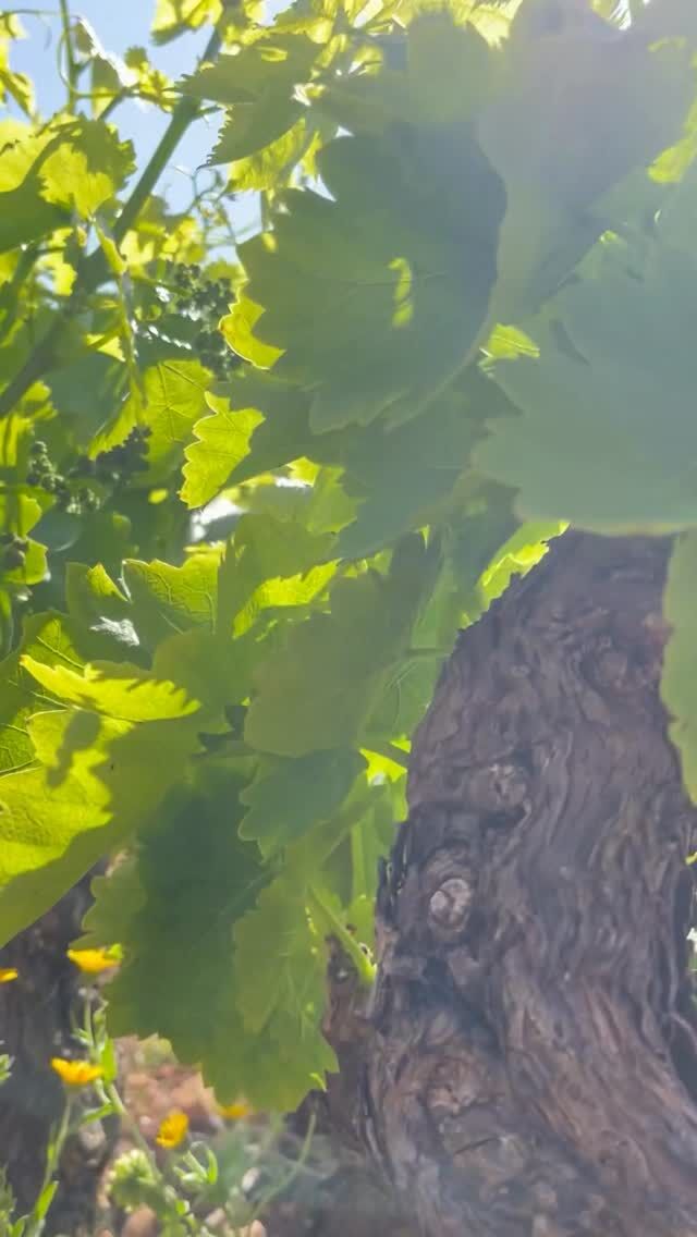 Casi sin darnos cuenta, Abargues ha florecido 🌱🌼
#pepemendozacasaagrícola #pepemendozacasaagrícola #vinosdopalicante