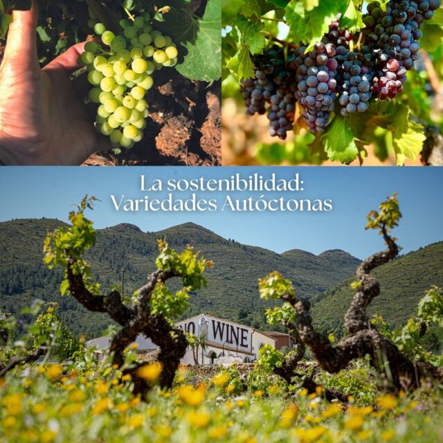 ¿Sabías que cultivar variedades autóctonas en los viñedos es una forma de respetar y cuidar la tierra? 
Estas cepas, perfectamente adaptadas a su entorno, prosperan con menos agua y fertilizantes, favoreciendo un equilibrio natural. 
Además, enriquecen la biodiversidad y realzan la esencia cultural del vino, protegiendo la identidad vitícola de cada región y evitando la llegada de especies invasoras. Es un homenaje a la historia y un compromiso con un futuro más sostenible 🌱🍇
#pepemendozacasaagrícola #pepemendozacasaagricola #vinosconalma